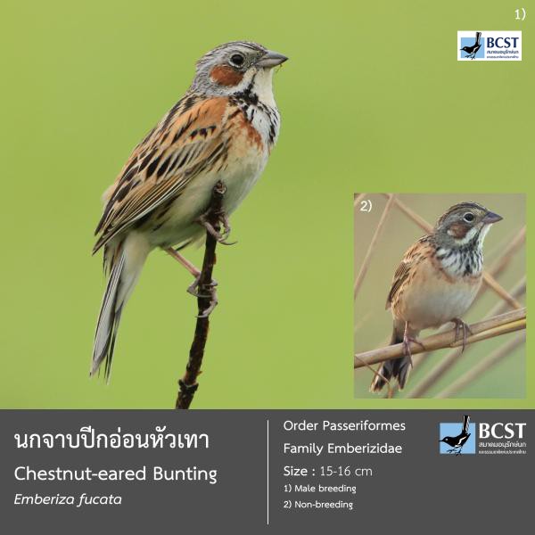 Emberiza fucata