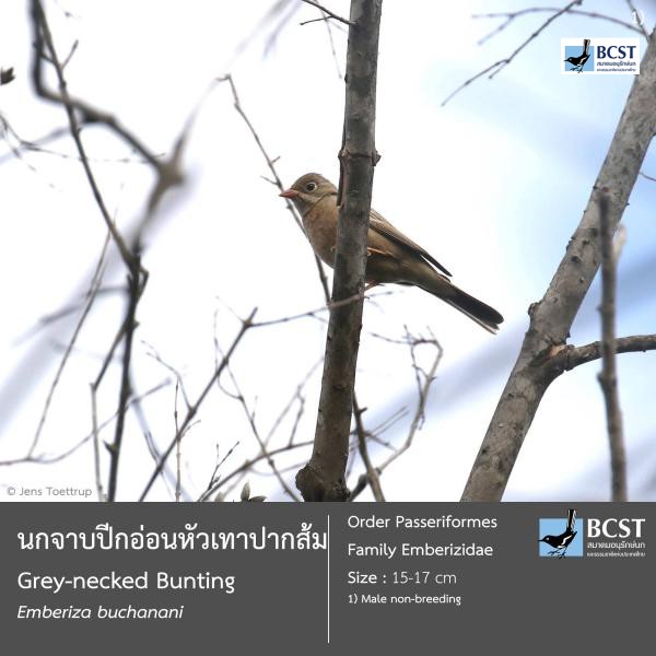 Emberiza buchanani