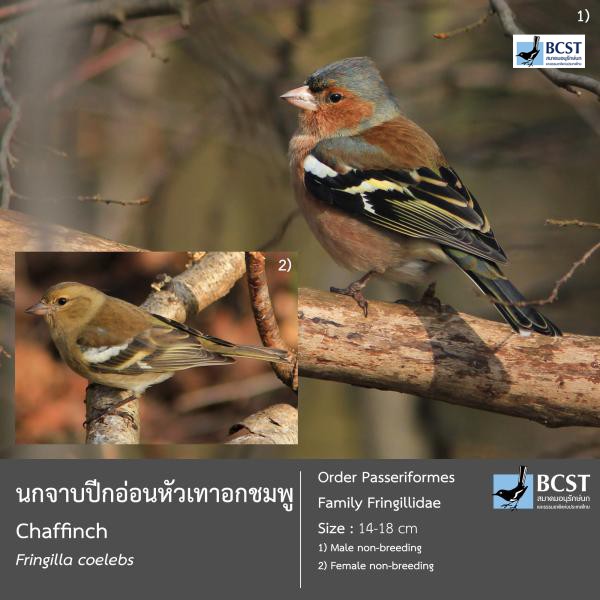 Fringilla coelebs