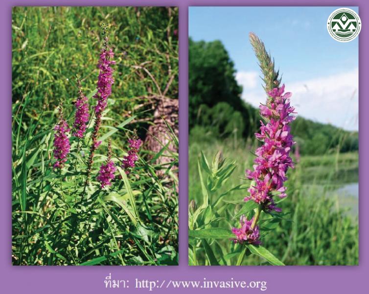 Lythrum salicaria