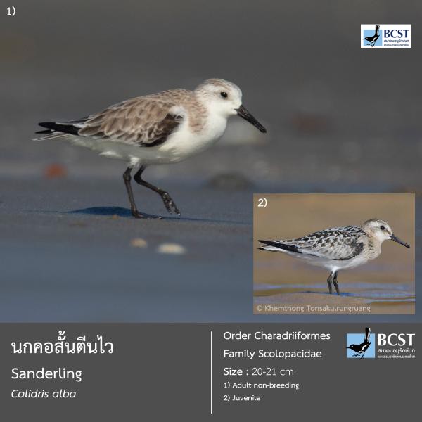 Calidris alba