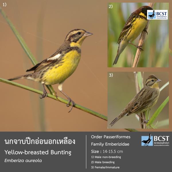 Emberiza aureola