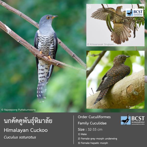 Cuculus saturatus