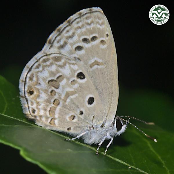 Acytolepis puspa