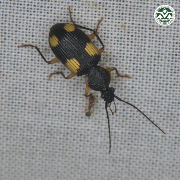 Adischissus notulatus
