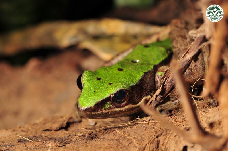 Rana livida