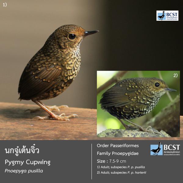 Pnoepyga pusilla