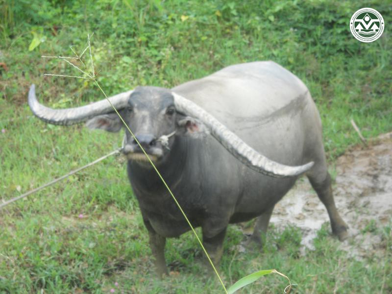 Bubalus bubalis