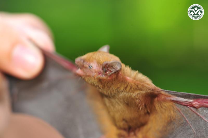 Tylonycteris robustula