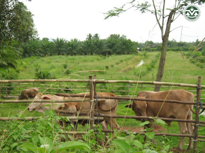 Bos indicus