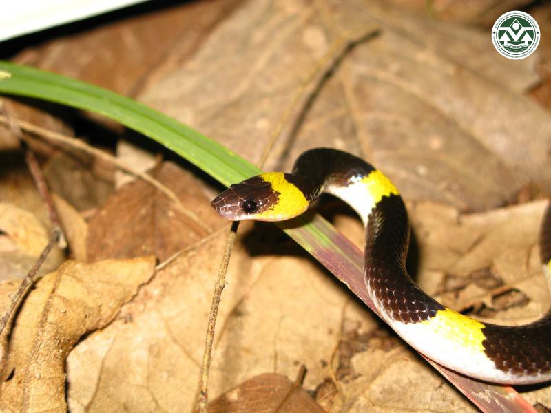 Lycodon laoensis