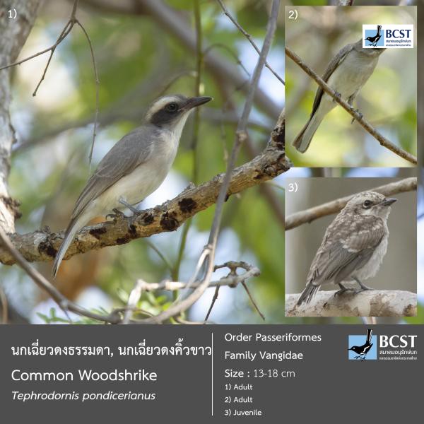 Tephrodornis pondicerianus