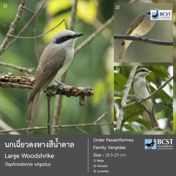 Tephrodornis virgatus