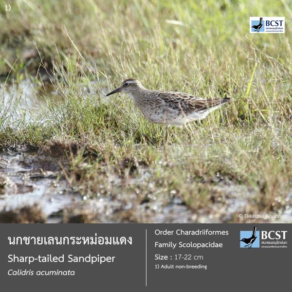Calidris acuminata