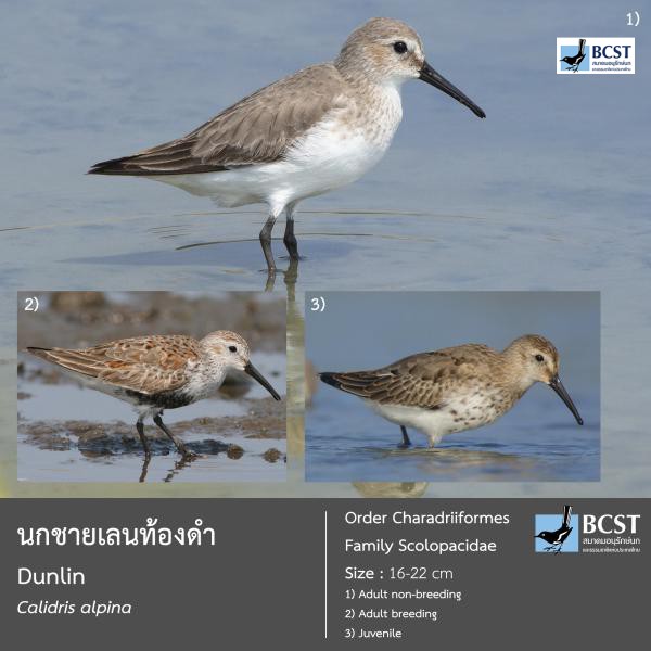 Calidris alpina