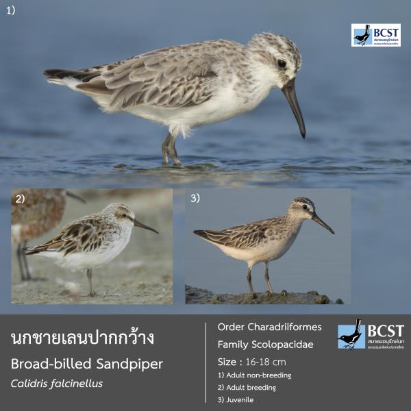 Calidris falcinellus