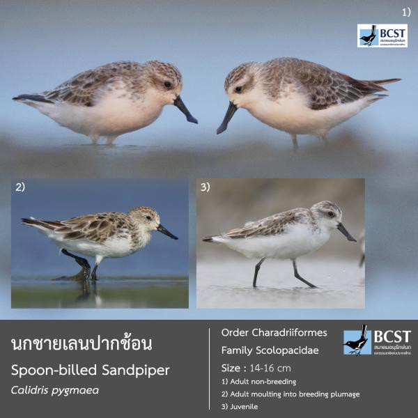 Calidris pygmaea