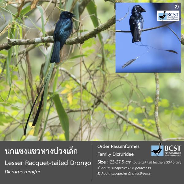 Dicrurus remifer