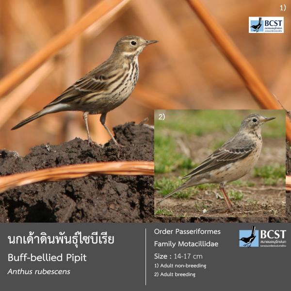 Anthus rubescens