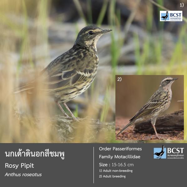 Anthus roseatus