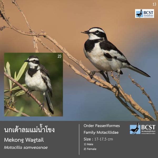 Motacilla samveasnae