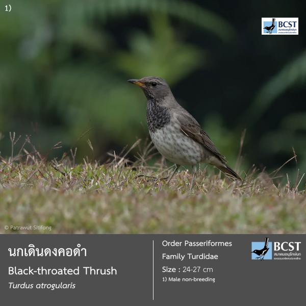 Turdus atrogularis