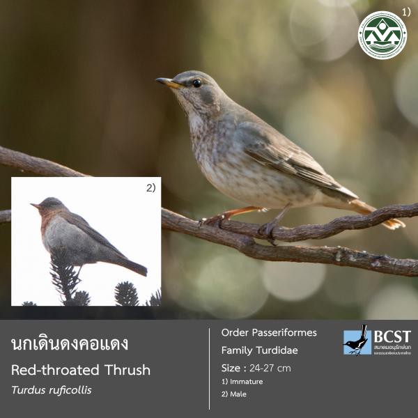 Turdus ruficollis