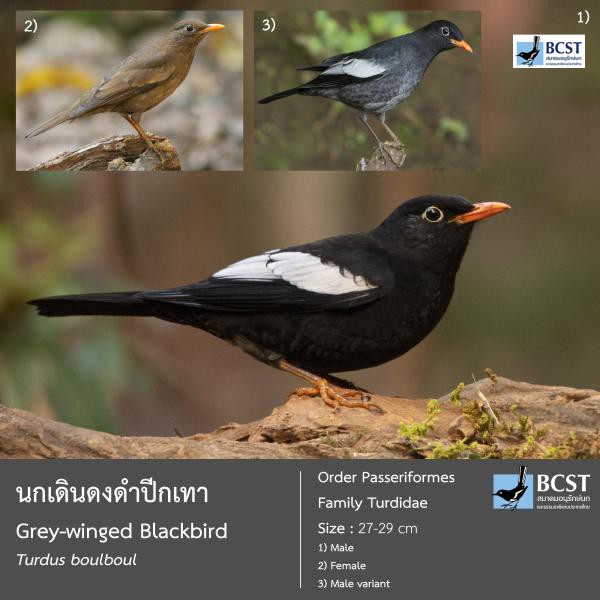 Turdus boulboul