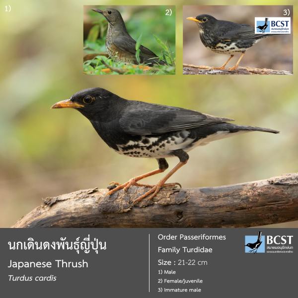Turdus cardis