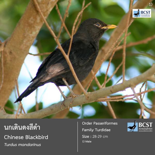 Turdus mandarinus