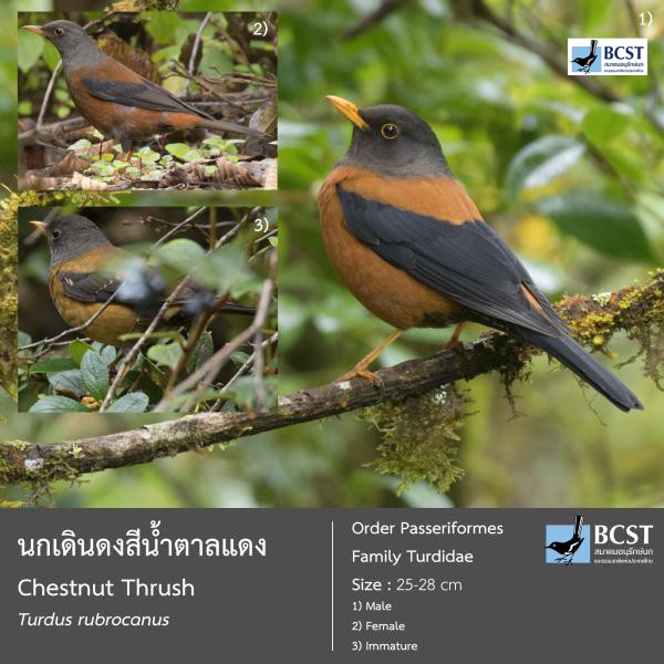 Turdus rubrocanus