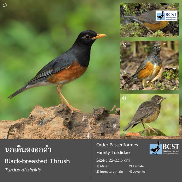 Turdus dissimilis