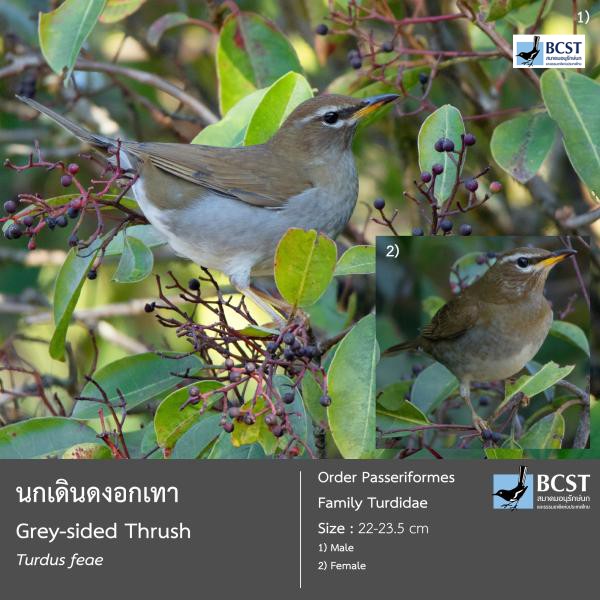 Turdus feae