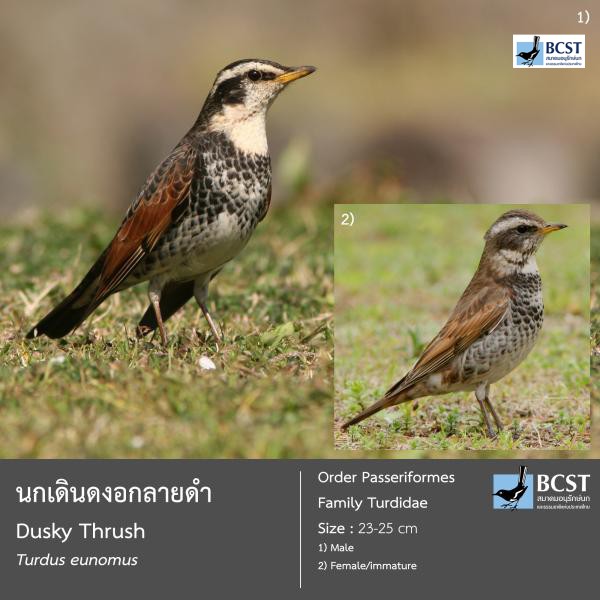 Turdus eunomus