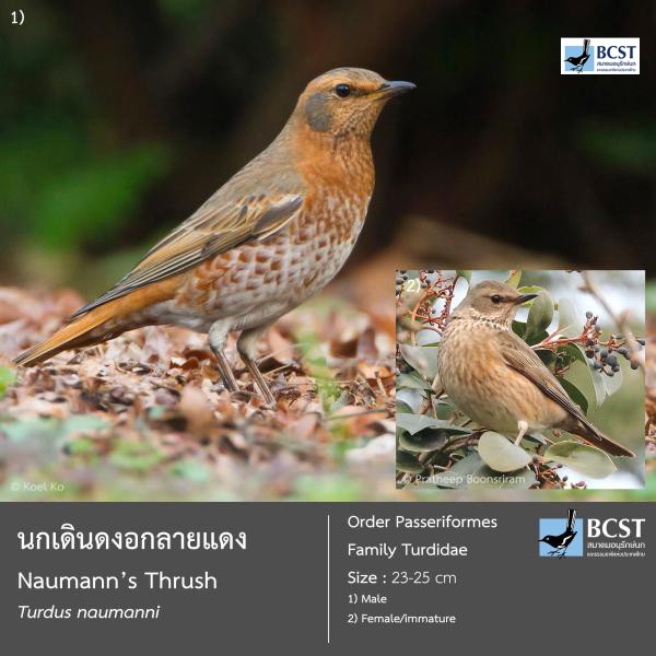 Turdus naumanni