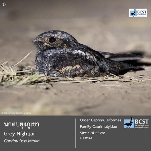 Caprimulgus jotaka