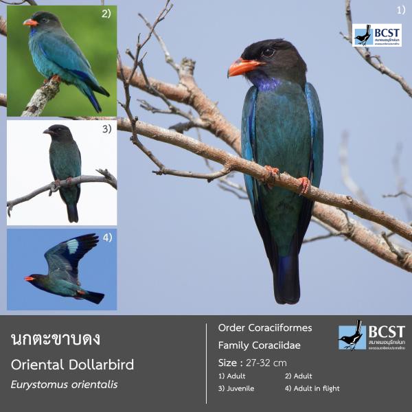 Eurystomus orientalis