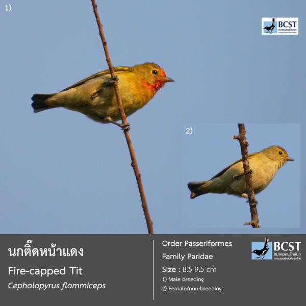 Cephalopyrus flammiceps