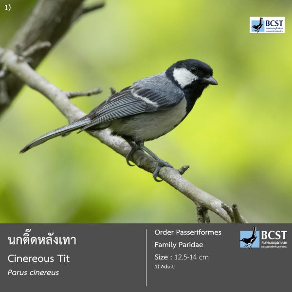 Parus cinereus