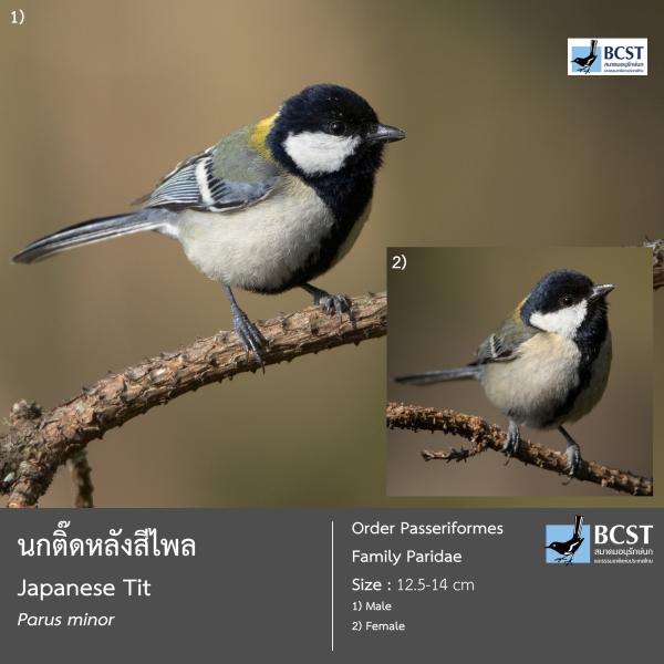 Parus minor