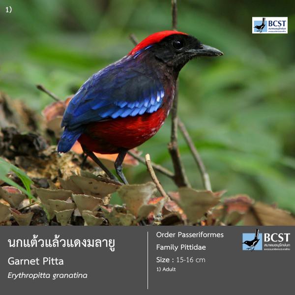 Erythropitta granatina