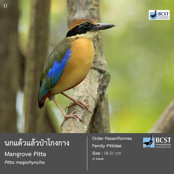 Pitta megarhyncha