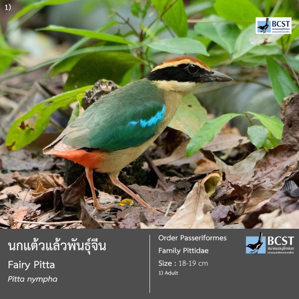Pitta nympha
