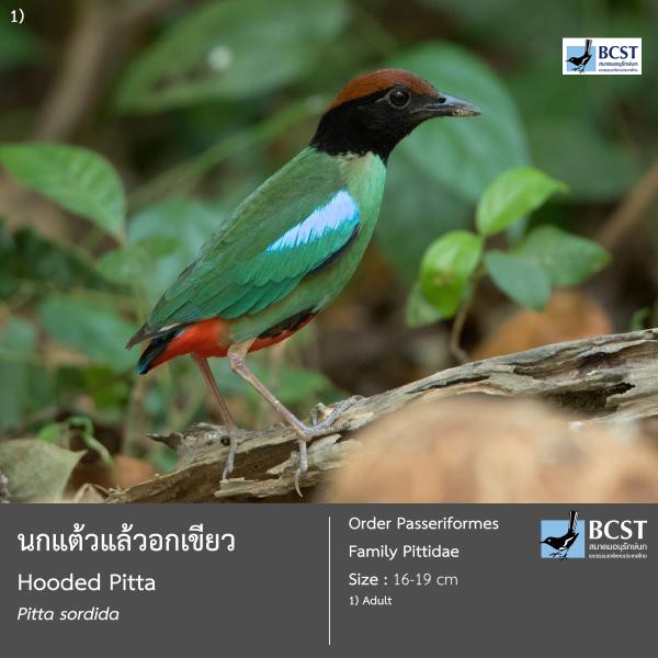 Pitta sordida