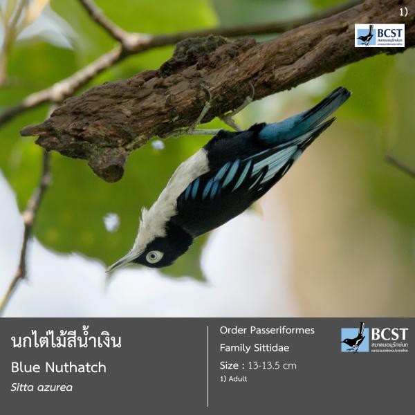 Sitta azurea