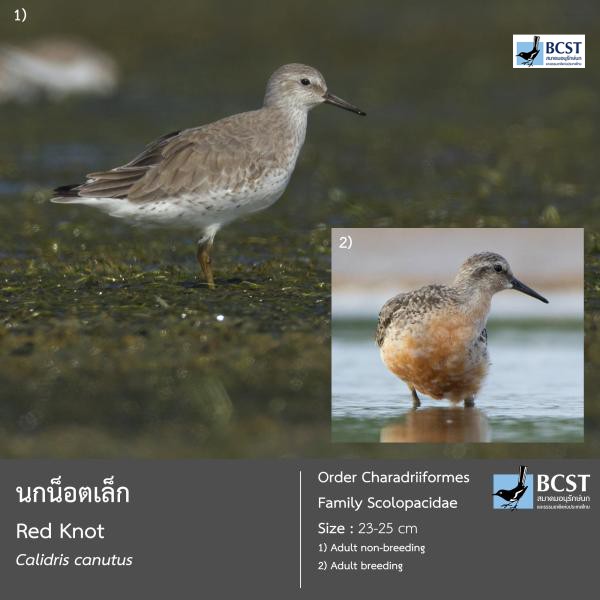 Calidris canutus