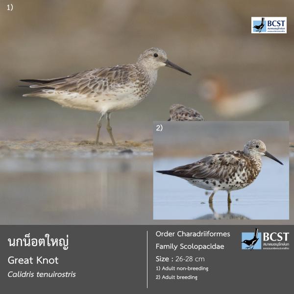 Calidris tenuirostris