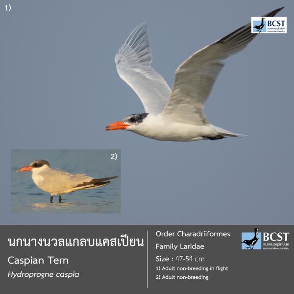 Hydroprogne caspia