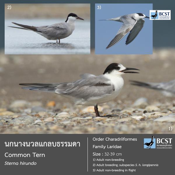 Sterna hirundo