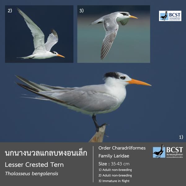 Thalasseus bengalensis
